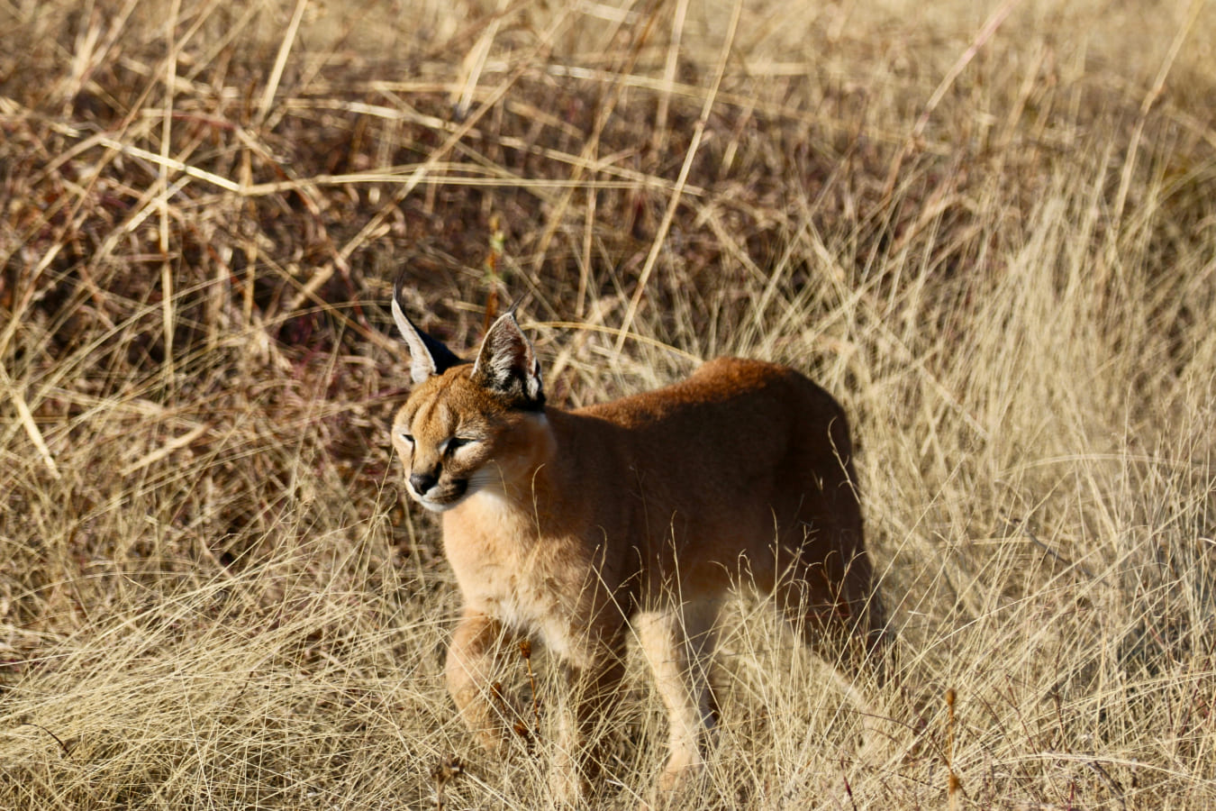 Kingdom of the WildLife